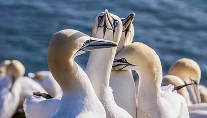 开云官网-丹麦羽毛球队激战印度，谌龙“助攻”背后的精彩瞬间