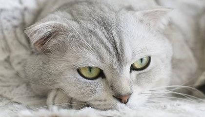 开云体育APP下载-西班牙网球队强势击退日本网球队——费德勒惊喜助攻引爆赛场！