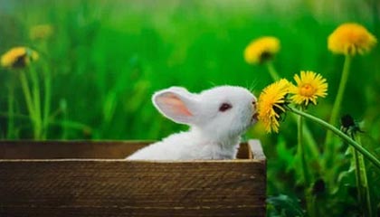 开云体育-EG绝杀BDS，Ruler完成帽子戏法，电竞赛场的绝对主宰